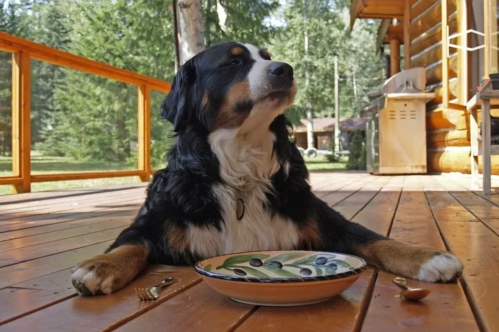 best food for bernese mountain dog puppy