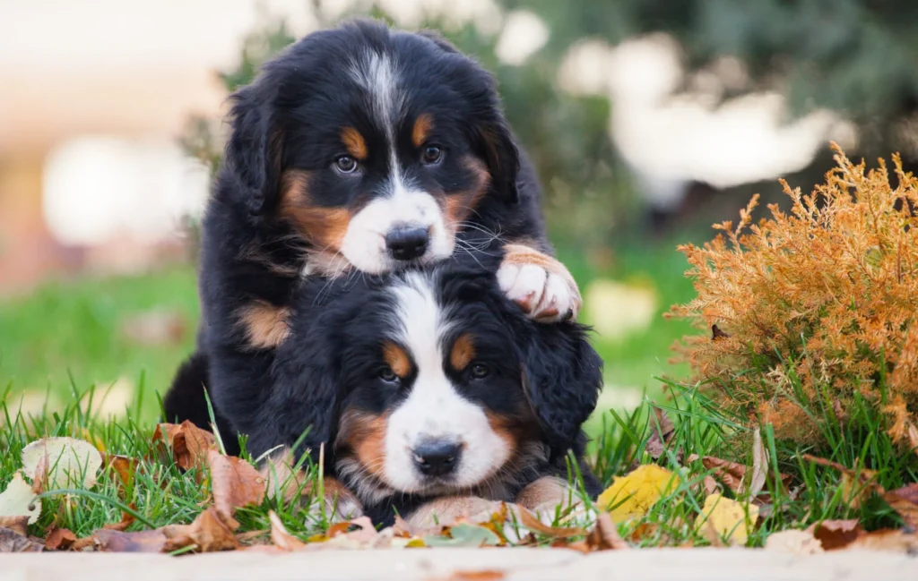 bernese mountain dog vs newfoundland