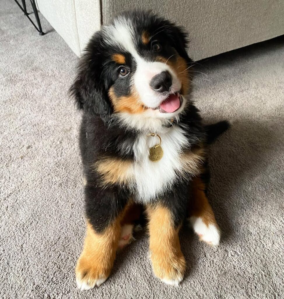Minow Bernes Puppy for sale | buy bernese mountain dog puppy