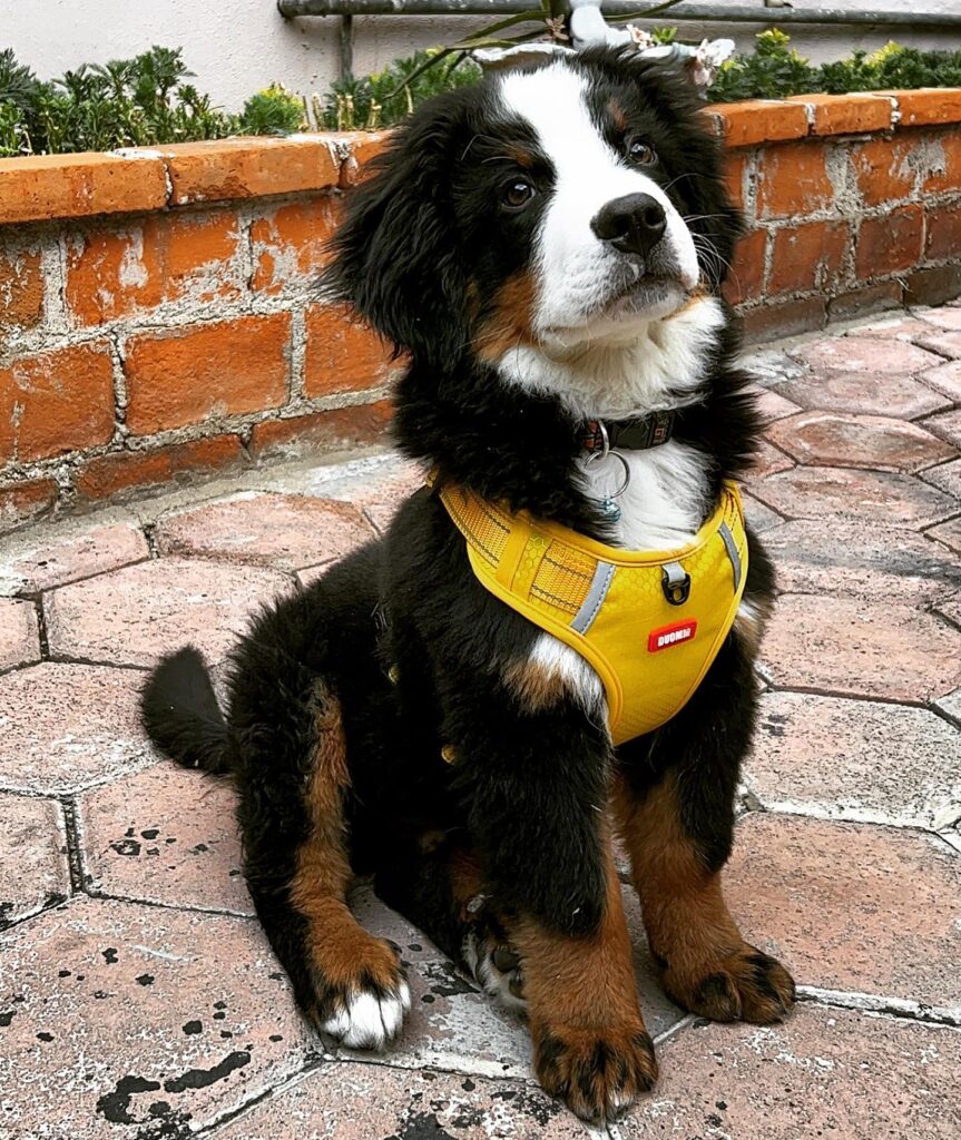 Ballo Buy Bernese Mountain Dog puppy