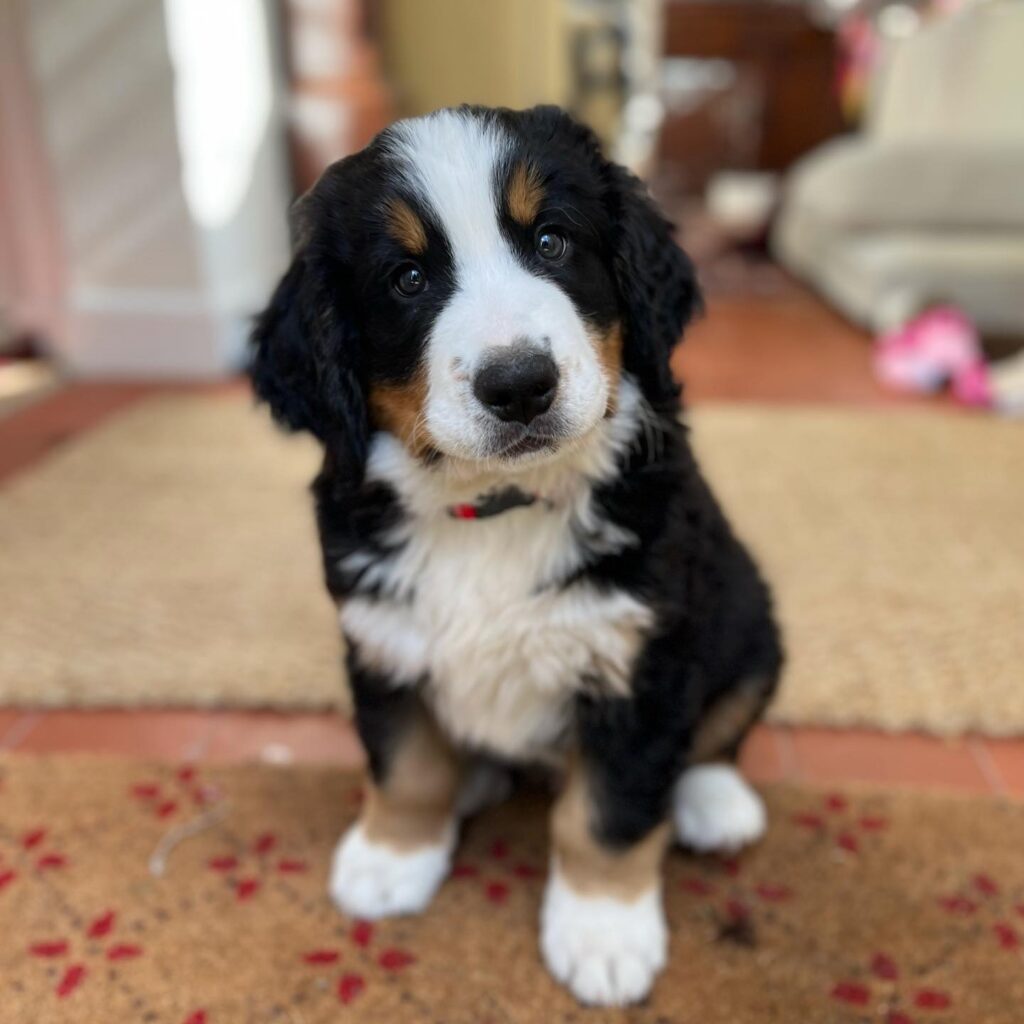 Teddt Bernes Puppy for sale