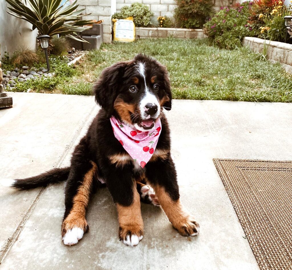 Bella Buy Bernese Mountain Dog puppy