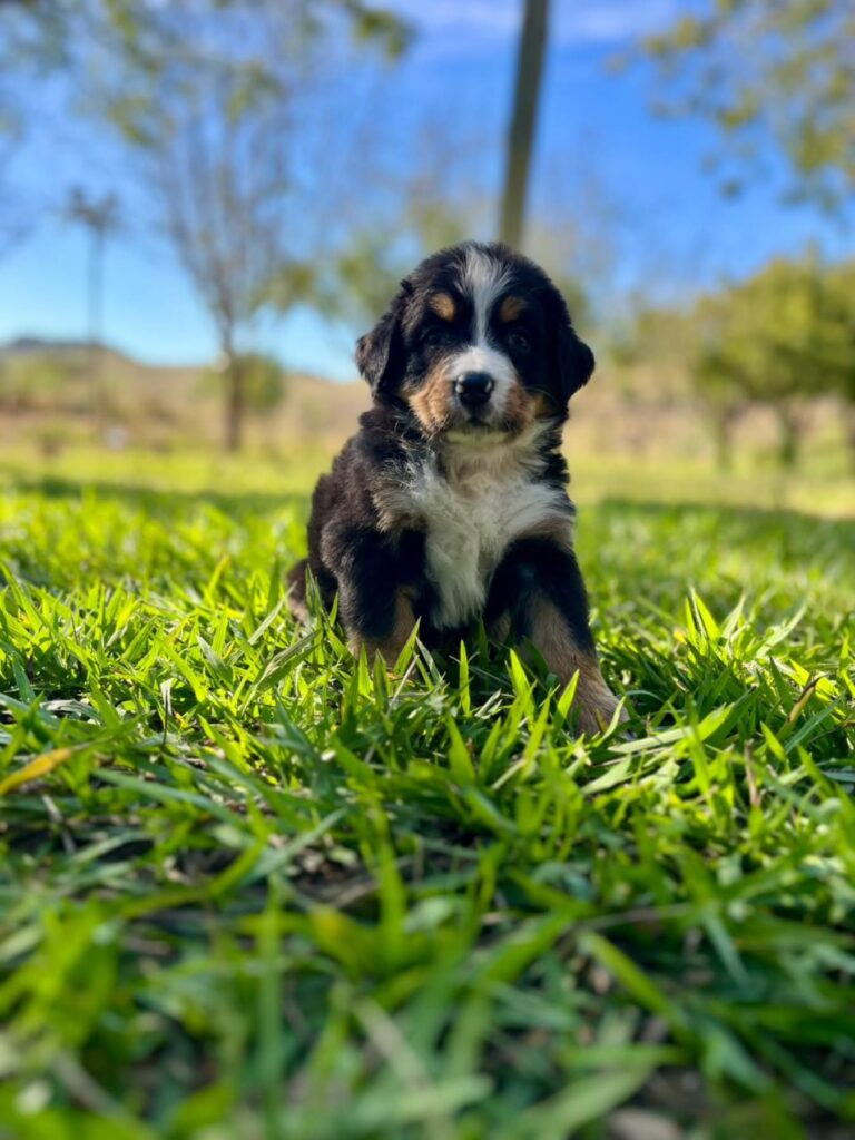 Lula Bernes Puppy for sale