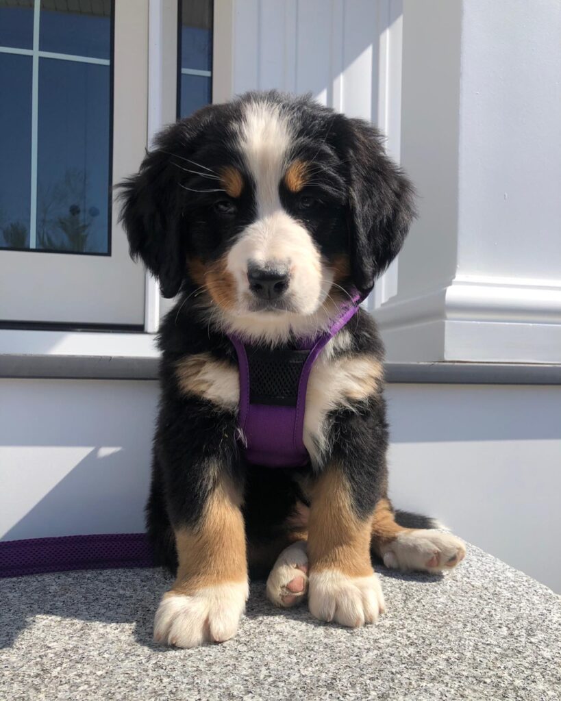 Hazel bernes mountainn puppy for sale | buy bernese mountain dog puppy