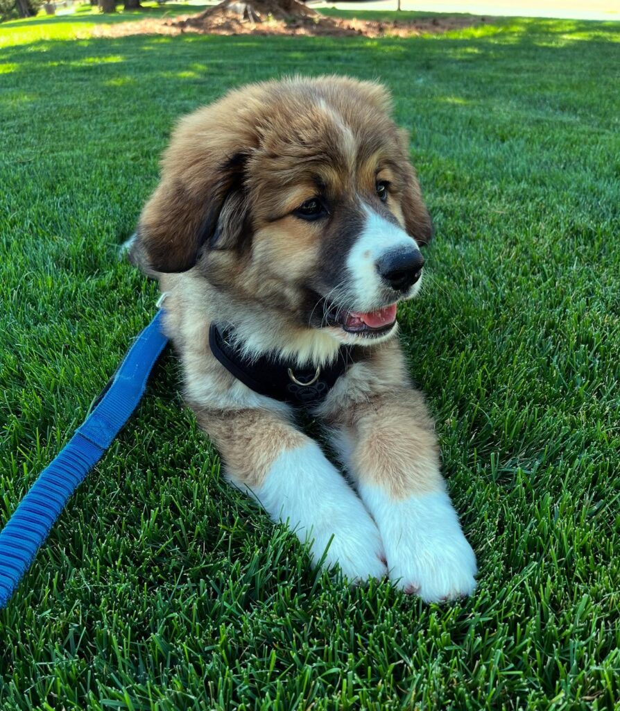 Monchi Bernese Mountain Dog puppy