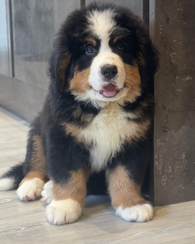 Mounty Bernes Puppy for sale