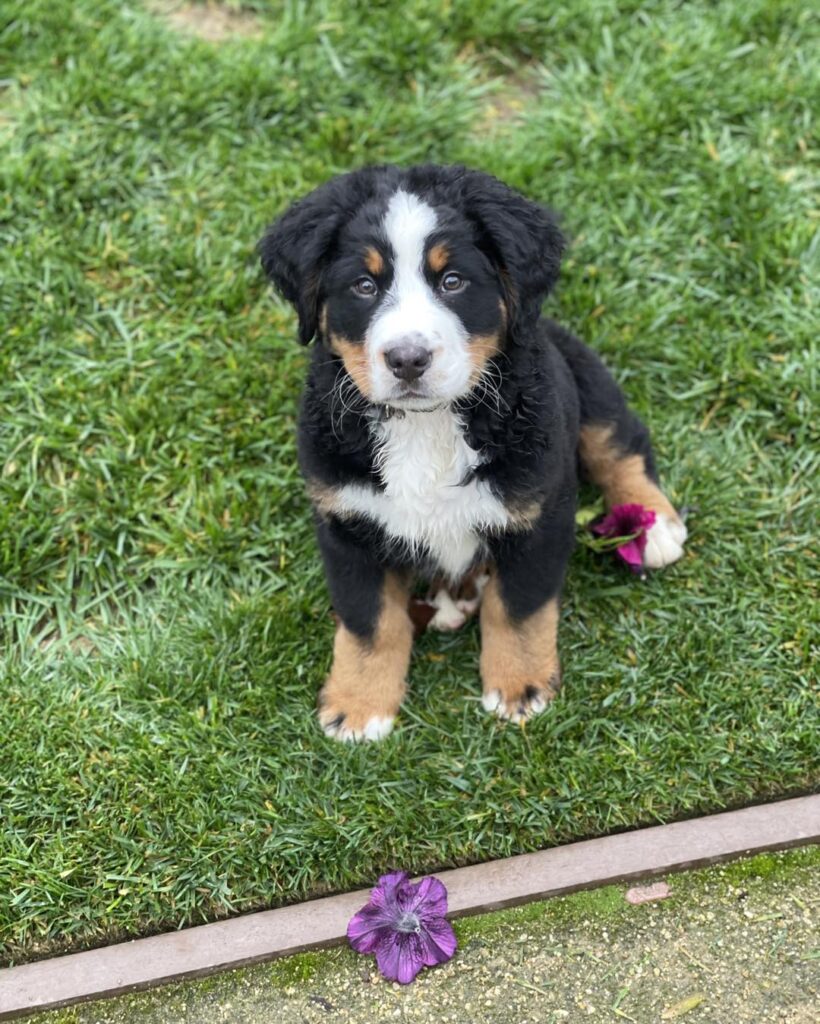 Rudi Bernes Puppy for sale | buy bernese mountain dog puppy