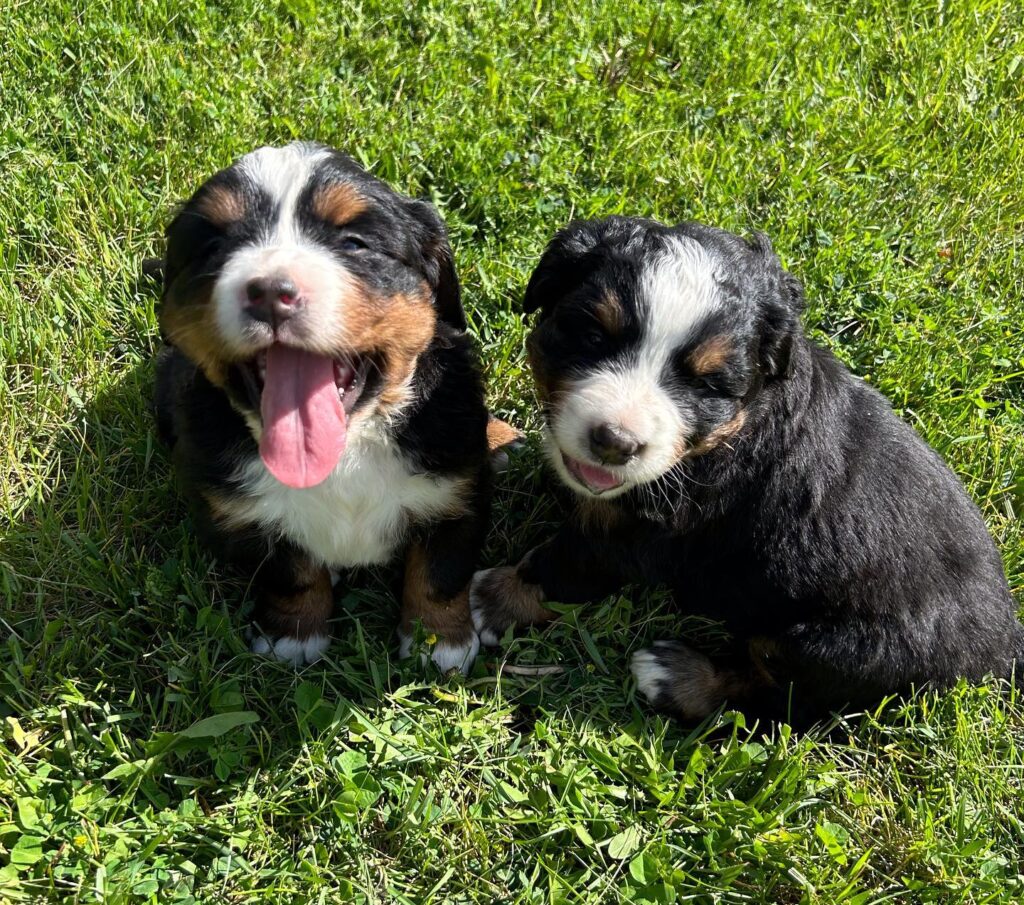 buy bernese mountain dog puppy for sale