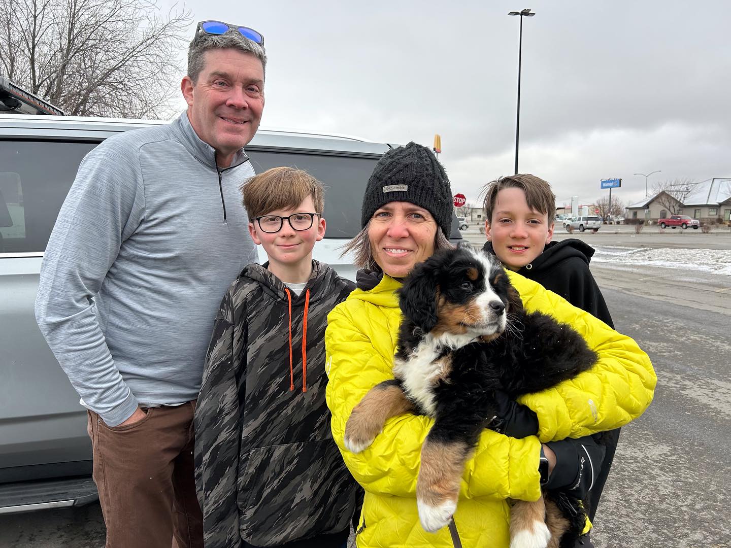 buy bernese mountain dog puppy for sale