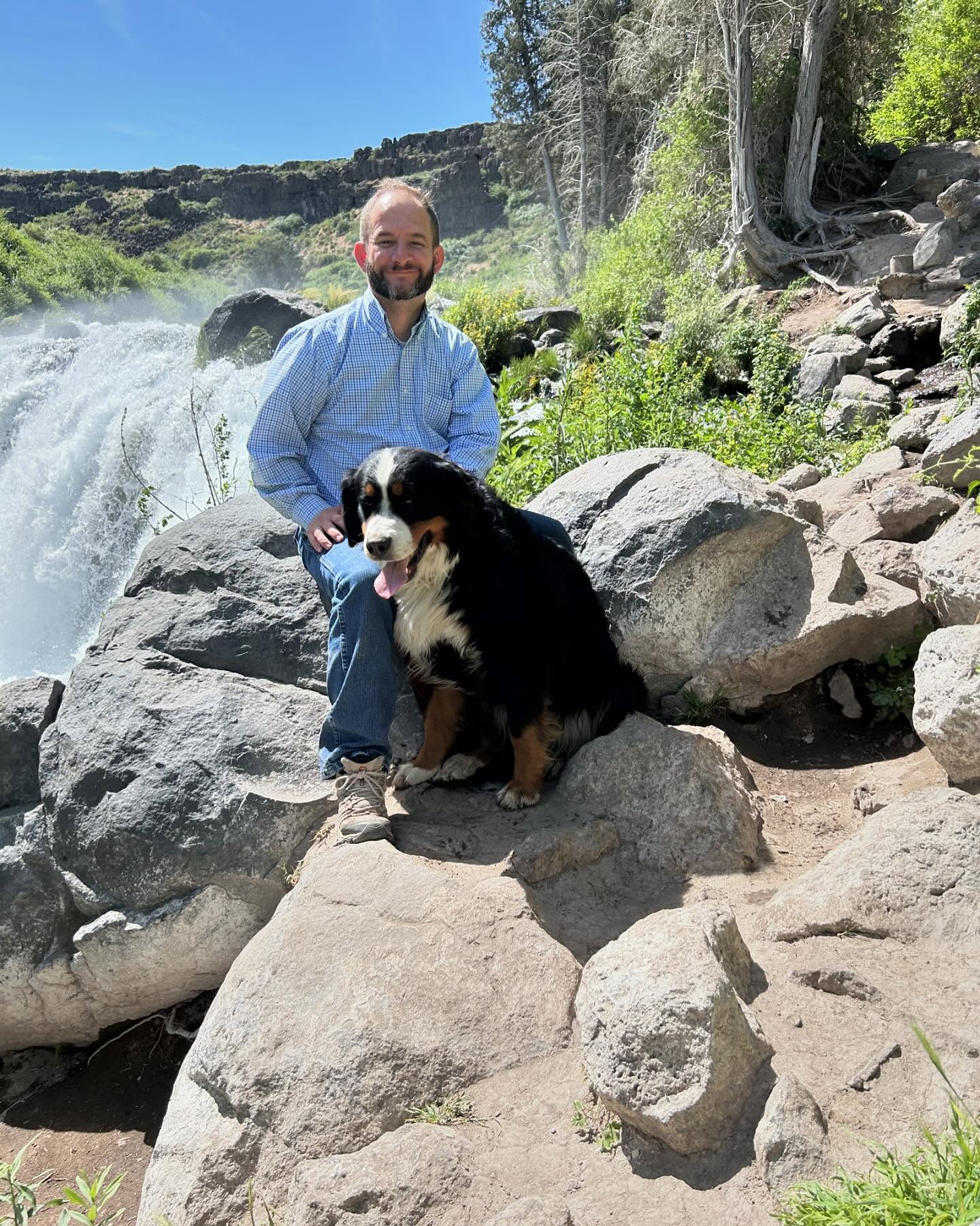 buy bernese mountain dog puppy for sale