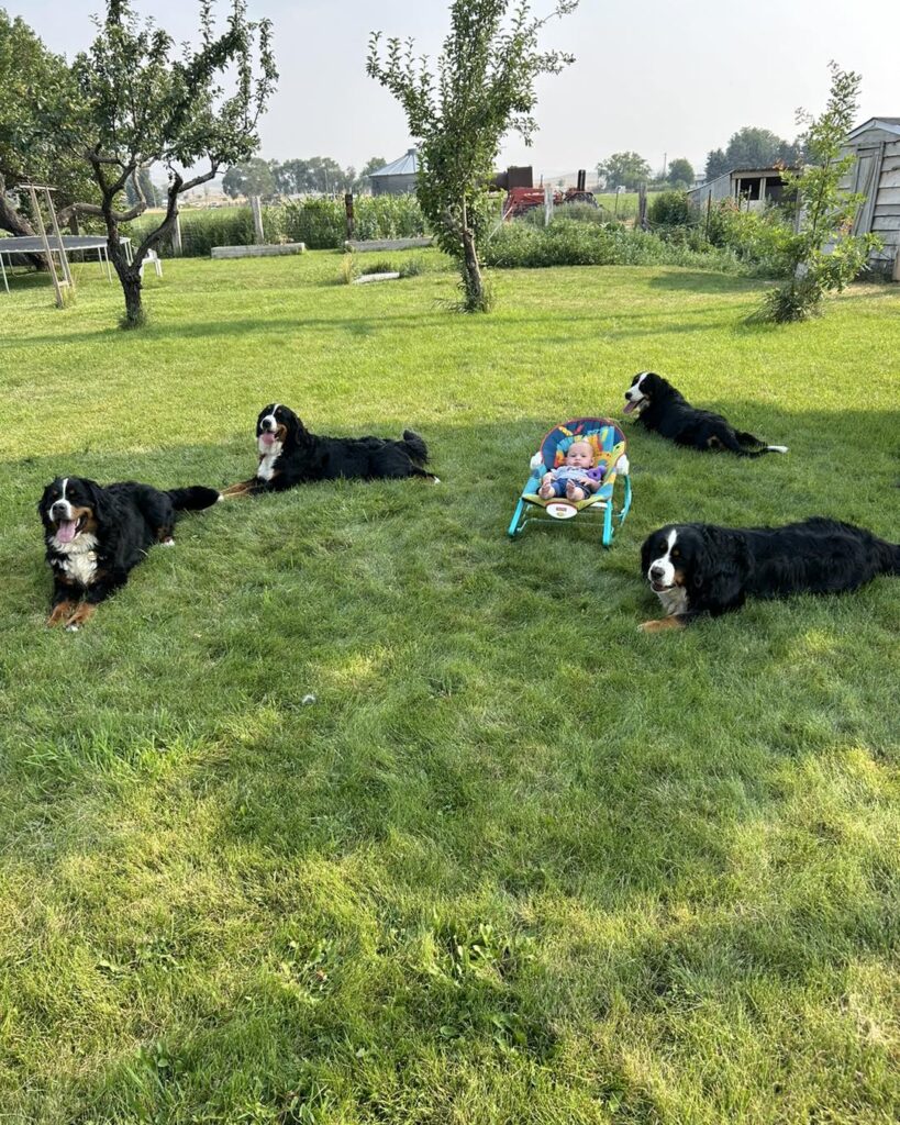 Bernese Mountain Puppy for sale | how long do bernese mountain dogs live