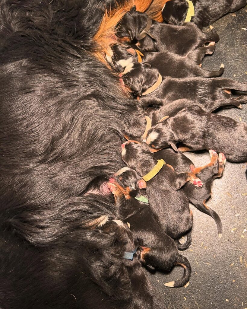 Bernese Mountain Puppy for sale | Bernese Mountain Rescue Puppies for sale | breeding Bernese Mountain Dogs