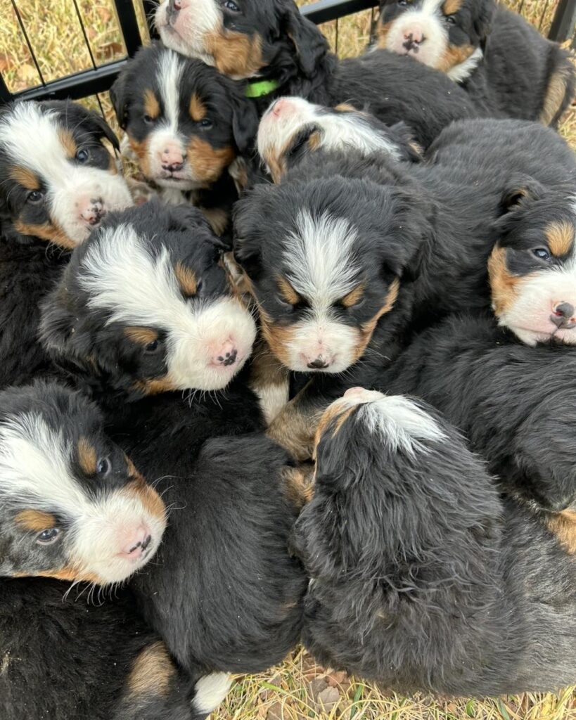 where to buy a bernese mountain dog puppy