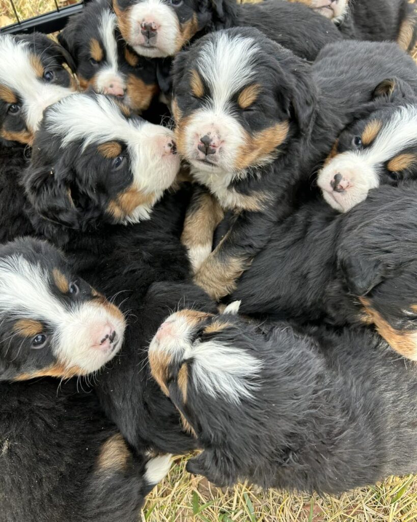 Bernese Mountain Puppies for sale | Bernese Mountain Puppy for sale