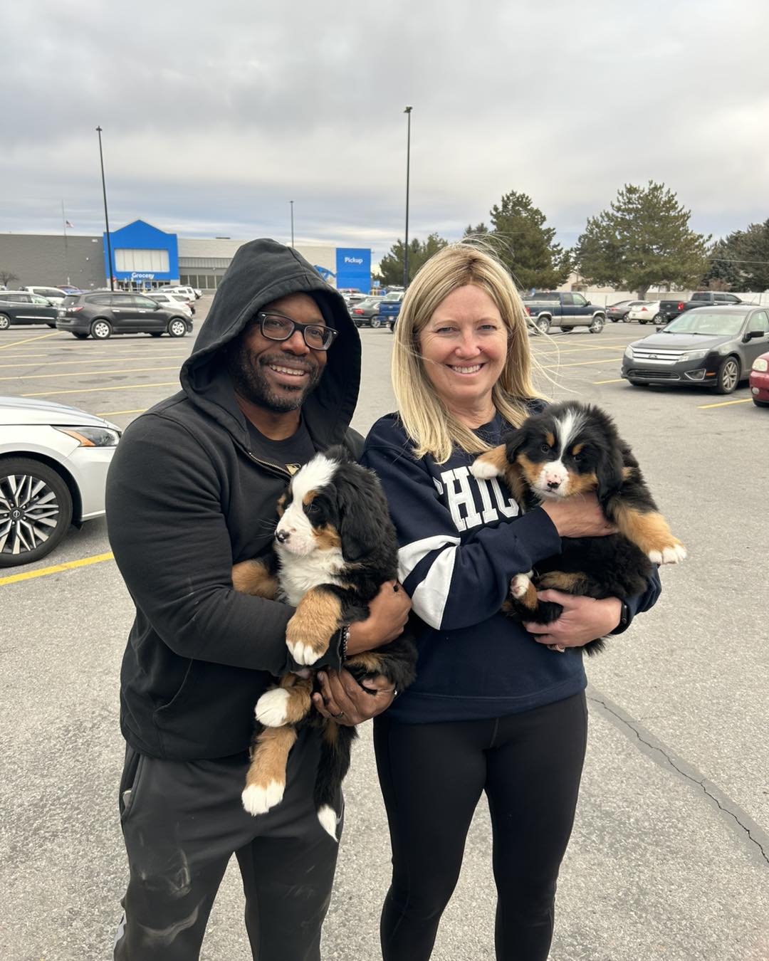 buy bernese mountain dog puppy for sale