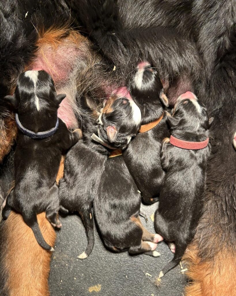 Adorable Bernese Mountain Dog Puppies