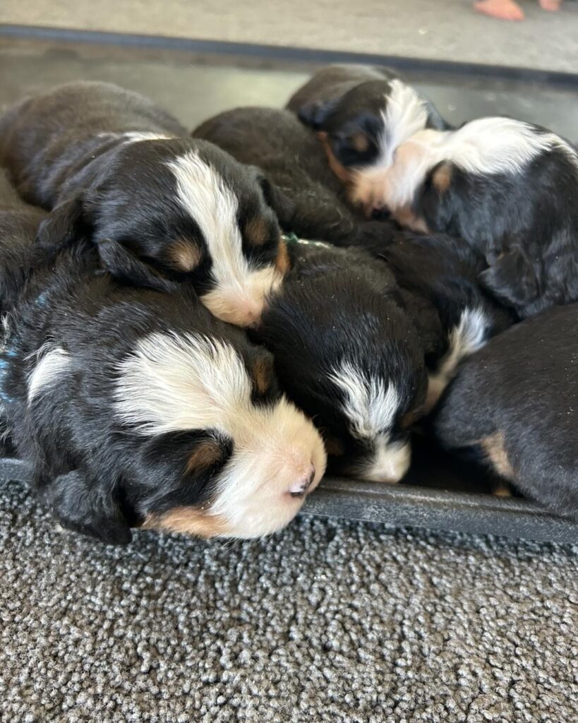 Cute Bernese Mountain Dog Puppy | Bernese Mountain Dog Puppies