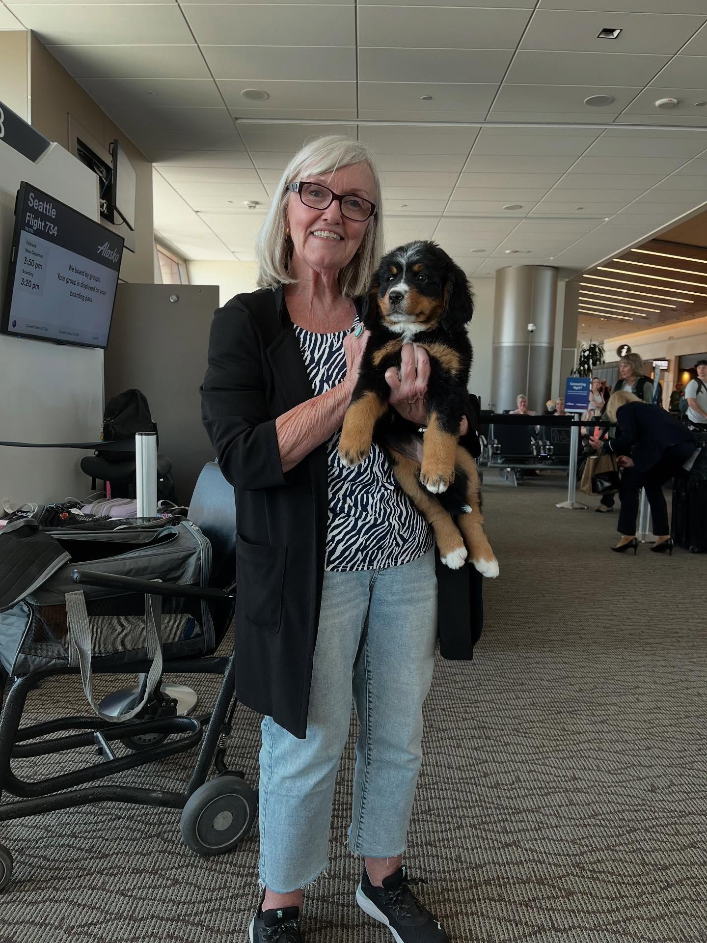 buy bernese mountain dog puppy for sale