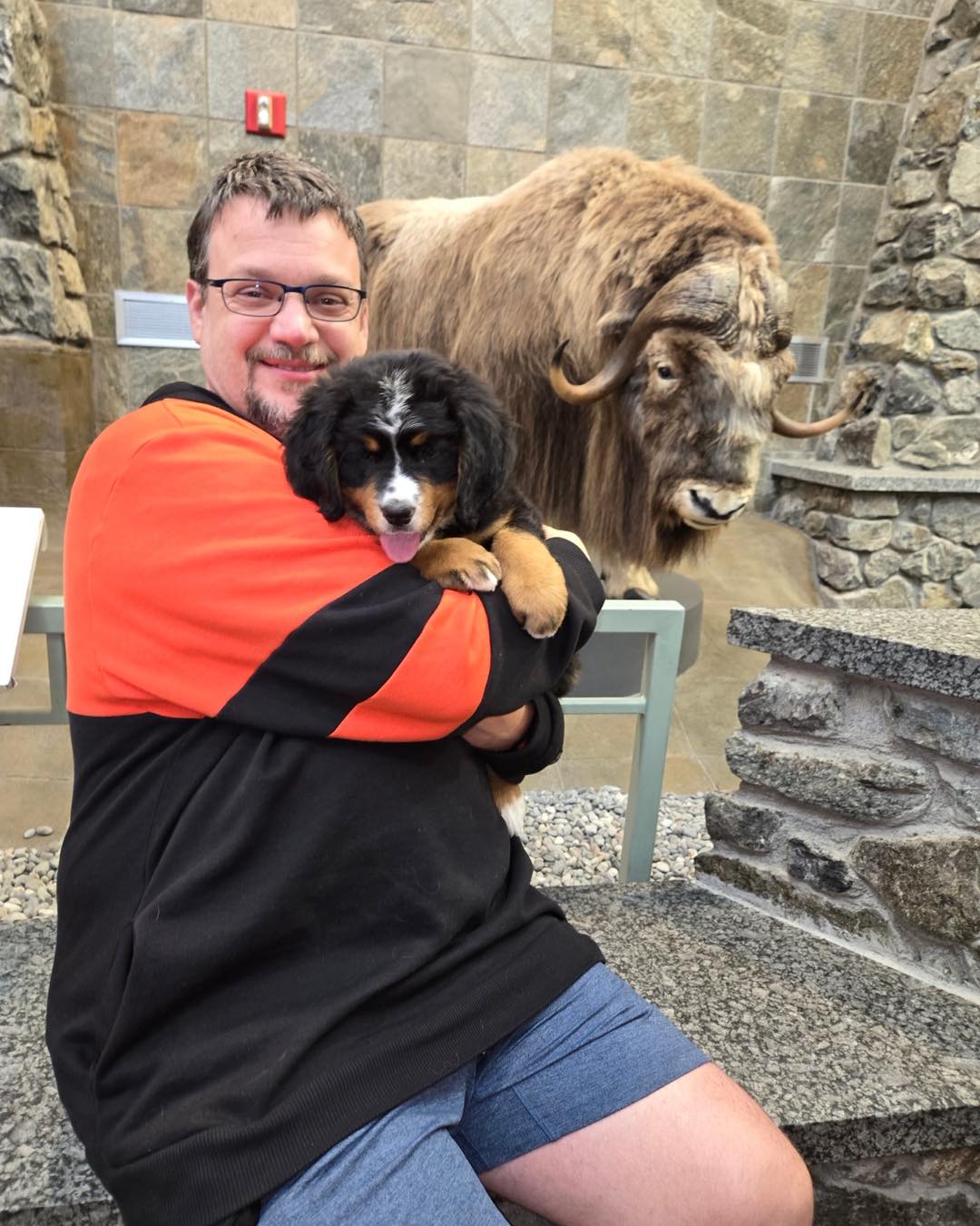 buy bernese mountain dog puppy for sale