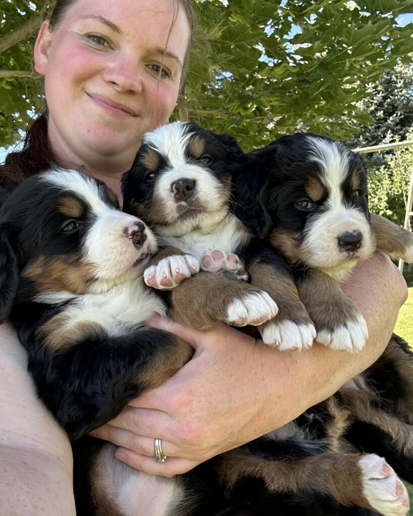 Bernese Mountain Puppy for sale