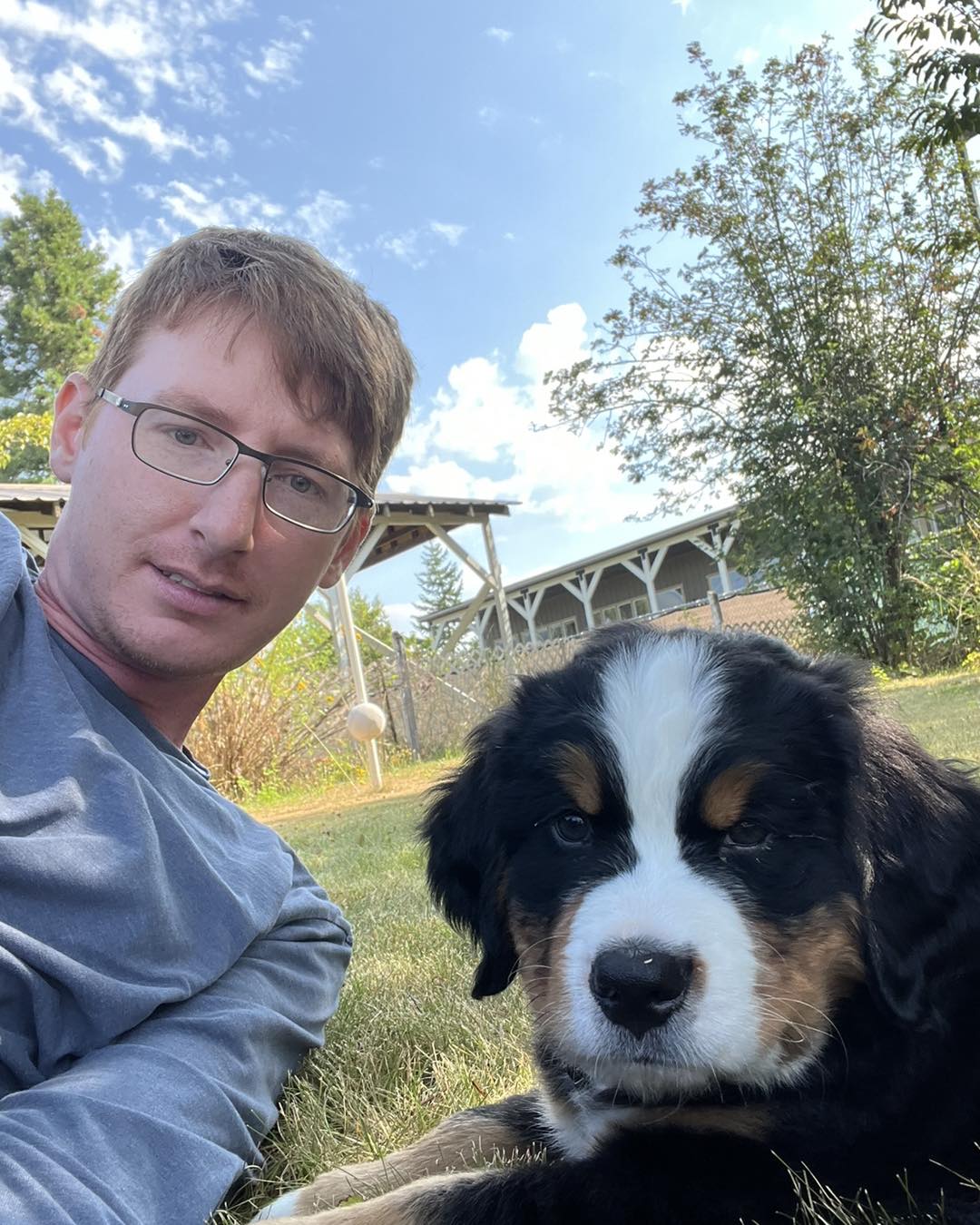buy bernese mountain dog puppy for sale