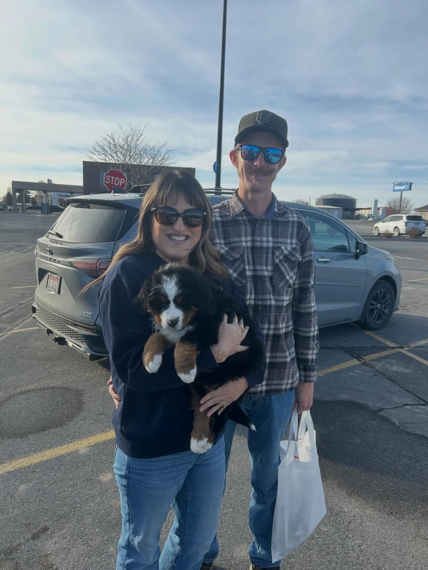 buy bernese mountain dog puppy for sale
