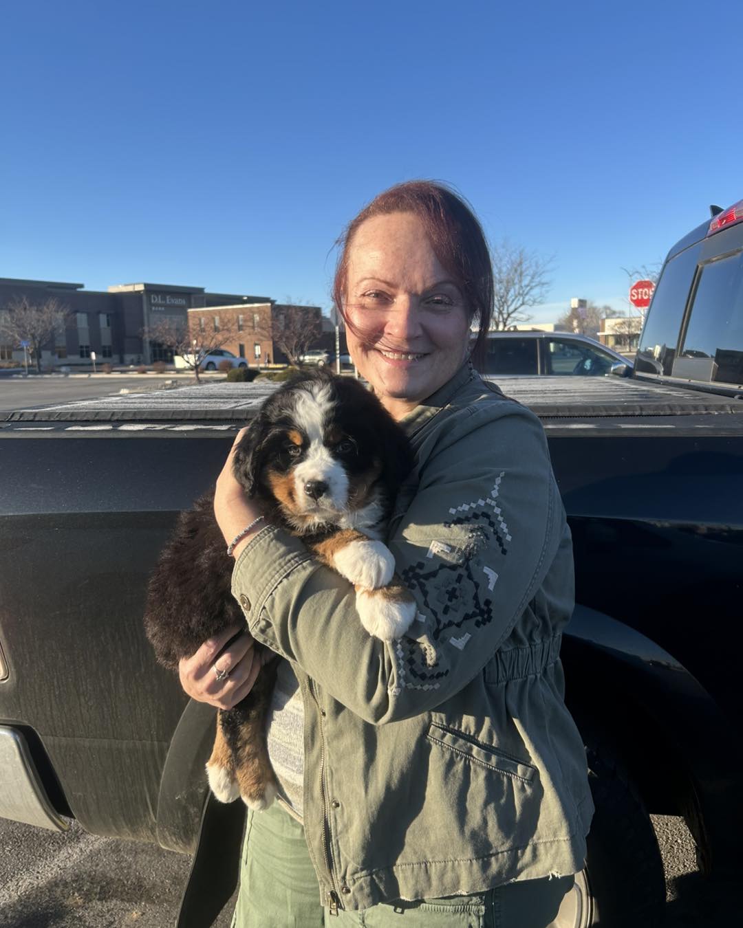 buy bernese mountain dog puppy for sale