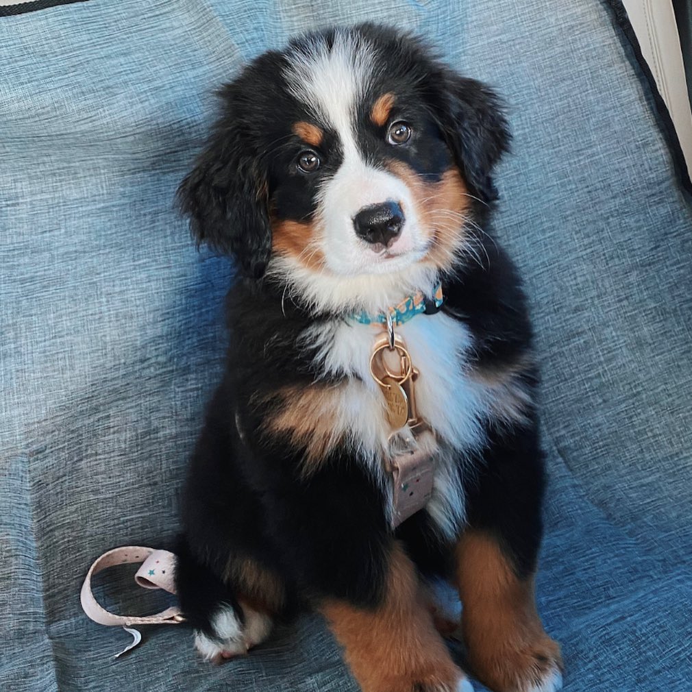 Sage Bernes Mountain Puppy for sale