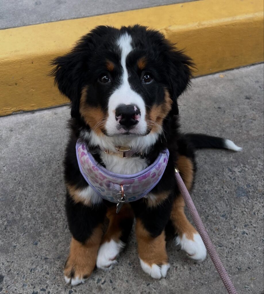 Stellaluna Bernese Mountain Dog puppy