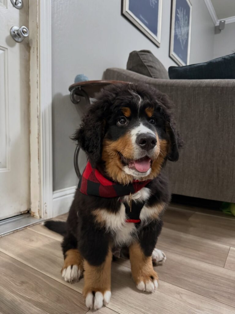 Tanks Bernes Puppy for sale