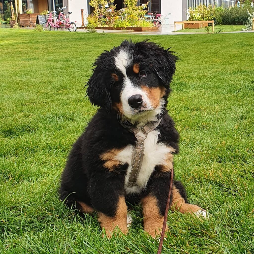 Tiri buy bernese mountain dog puppy for sale